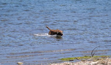Kıyıya yakın suyun ortasında duran kahverengi bir köpeğin dinamik bir fotoğrafı.