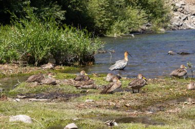 Anas Gürcistan sürüsü bir gölün kıyısındaki çimlerin üzerinde dinleniyordu.