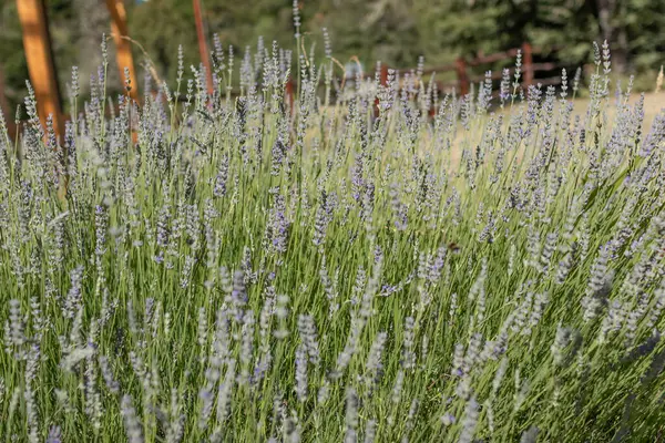 Kırsalda çiçekli kuru yabani bitki örtüsünün doğal görüntüsü