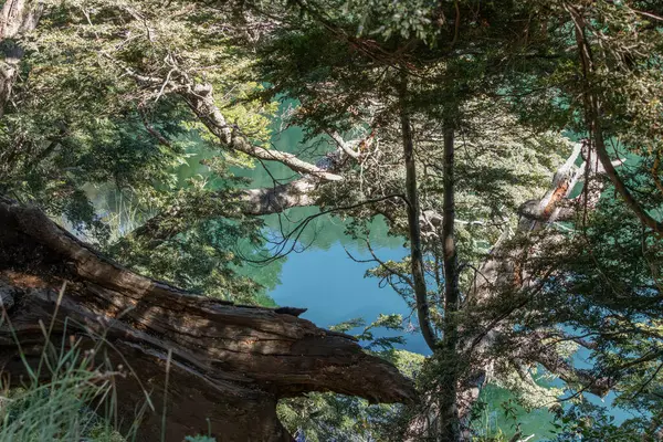 Captivating point of view from into the woods of a green lake in the middle of the forest surrounded by trees and branches