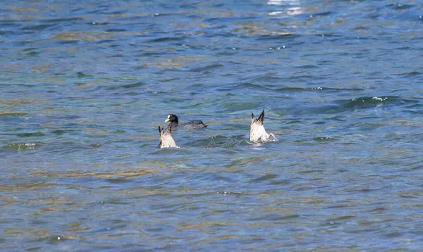 İki kuş maceraperest bir şekilde suya dalıyor ve avlanıyor.