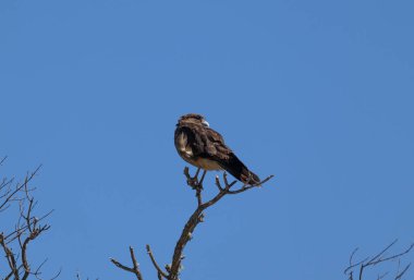 Raptor Chimango Caracara 'nın (Daptrius chimango) ağaç dallarında poz veren kuşunun dikey alttaki görüntüsü