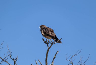 Raptor Chimango Caracara 'nın (Daptrius chimango) ağaç dallarında poz veren kuşunun dikey alttaki görüntüsü