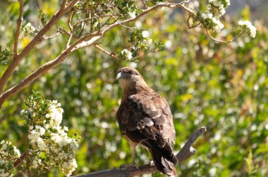 Raptor Chimango Caracara 'nın (Daptrius chimango) ağaç dallarında poz veren kuşunun dikey alttaki görüntüsü