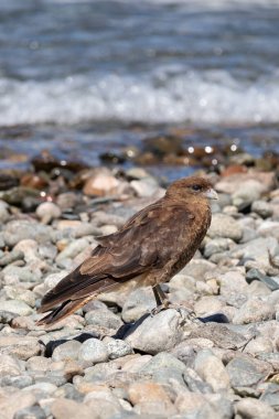 Chimango Caracara 'nın dikey portresi (Daptrius chimango) kayalık zemin kıyısında yürüyen ve yiyecek arayan bir kuş.