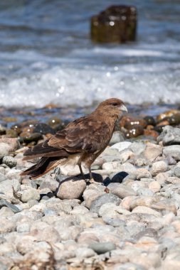 Vertical portrait of Chimango Caracara (Daptrius chimango) bird walking and looking for food on rocky ground shore clipart