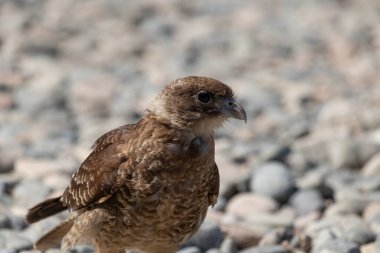 Chimango Caracara 'nın (Daptrius chimango) yatay portresi kayalık zemin kıyısında yürüyüp yiyecek arıyor.