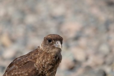 Chimango Caracara 'nın (Daptrius chimango) yatay portresi kayalık zemin kıyısında yürüyüp yiyecek arıyor.
