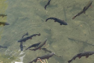 Birçok alabalık bataklık sularında birlikte yüzer.