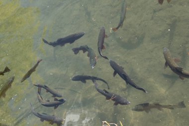 Birçok alabalık bataklık sularında birlikte yüzer.