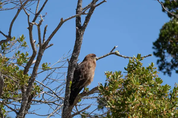 Raptor Chimango Caracara 'nın (Daptrius chimango) ağaç dallarında poz veren kuşunun dikey alttaki görüntüsü