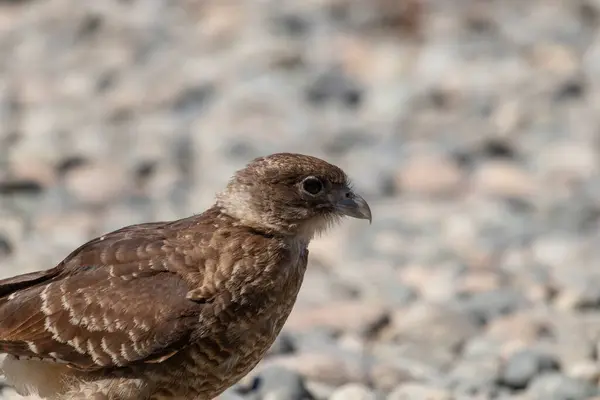 Chimango Caracara 'nın (Daptrius chimango) yatay portresi kayalık zemin kıyısında yürüyüp yiyecek arıyor.