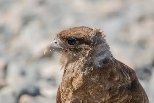 Chimango Caracara 'nın (Daptrius chimango) yatay portresi kayalık zemin kıyısında yürüyüp yiyecek arıyor.