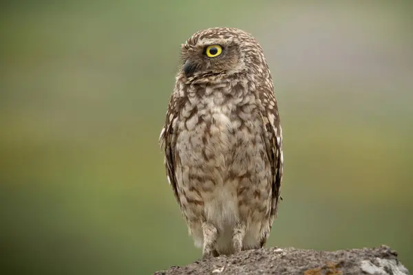 Yeşil doğal arka plana sahip Kazıcı Baykuşun (Athene cunicularia) yakın çekimi