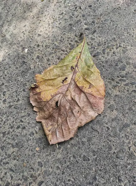 Kurumuş meşe yapraklarının eşsiz, sanatsal ve güzel dokusunun yakın plan fotoğrafı.