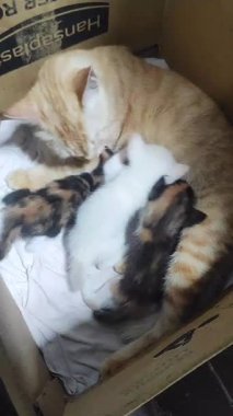 Kör bir anne kedi yavrularını emziriyor.