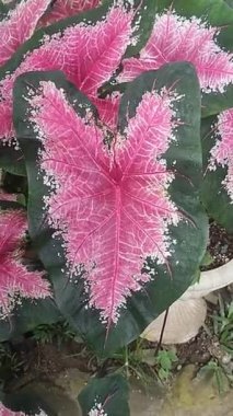 Fil kulağı yapraklarının güzel kırmızı ve beyaz deseni