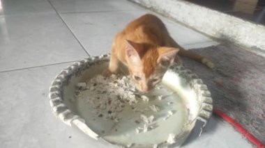 Kedi kızarmış balıkla birlikte pilav yiyor.