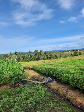 Hava yeni dönüştürülmüş toprağın toprak kokusuyla doludur. Yol kenarındaki çiçeklerin tatlı kokusuyla karışır. Kuşlar yukarıdaki dallardan melodiyle cıvıldarlar, kuş müziğinin bir senfonisini eklerler