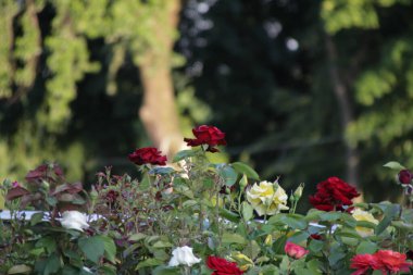 Parkta güzel kırmızı çiçekler