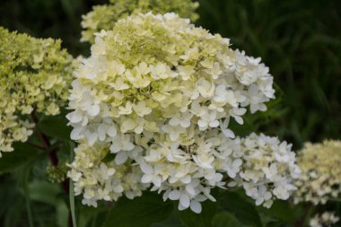 Bahçedeki beyaz leylak çiçekleri