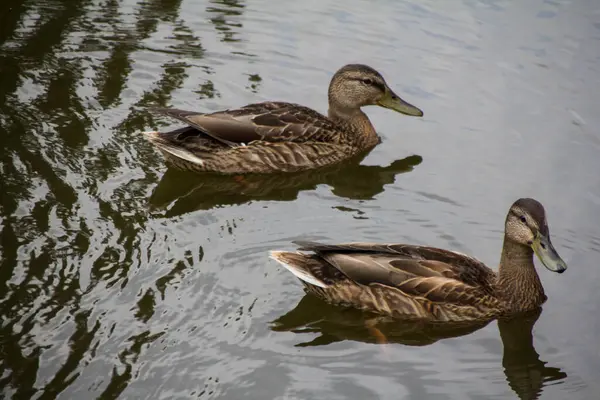 Ördekler gölde yüzüyor.