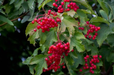 Viburum meyveleri bahçedeki ağaçta