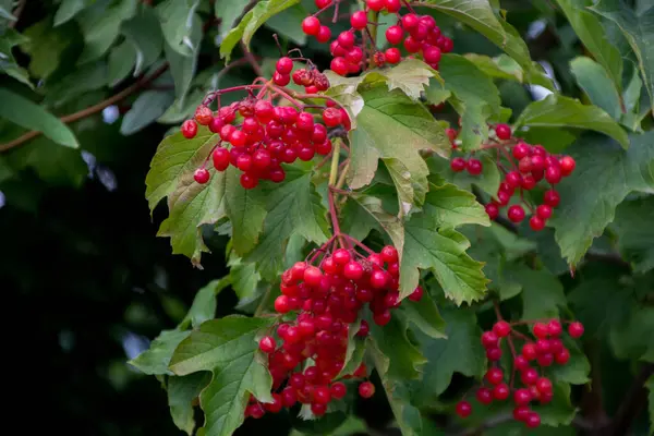 Viburum meyveleri bahçedeki ağaçta