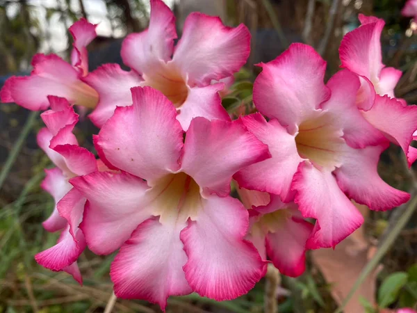 Kırmızı ve pembe ile karıştırılmış beyaz çiçek resmi.