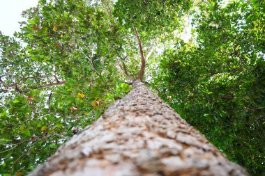 Yeşillik ormanlarda yükselen ağaçları keşfetmek. Doğanın dikey bakış açısı çevresel koruma.
