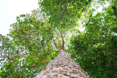 Yeşillik ormanlarda yükselen ağaçları keşfetmek. Doğanın dikey bakış açısı çevresel koruma.