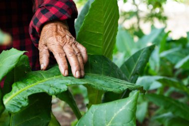 Tütün yapraklarıyla ilgilenen bir çiftçinin eli tarlaya yakın doğal zemin düzeyi tarımsal bakımı sağlıyor.