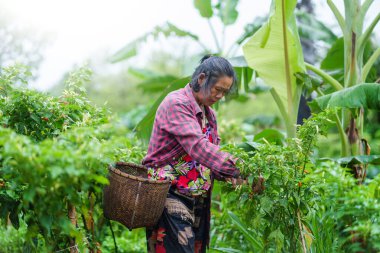 Bahçecilik faaliyeti kırsal ve doğa sebze hasat çiftçi yakın çevre yemyeşil