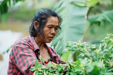 Sebze hasadı yerel çiftlik yaşam tarzı yeşil çevre tarımsal uygulamalara yakın görüş