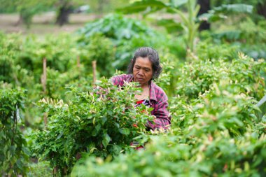 Taze kırmızı biber hasadı yerel tarım yemyeşil çevre yakın görüş sürdürülebilir tarım uygulamaları