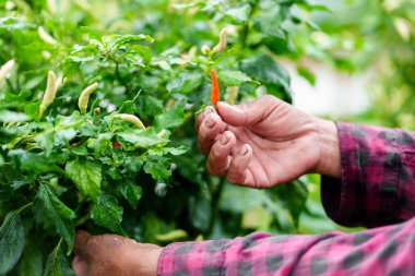 Taze kırmızı biber hasadı yerel tarım yemyeşil yakın çekim lezzet bileşenleri