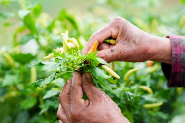 Taze biber hasadı organik tarım açık hava yakın çekim sürdürülebilir uygulamalar