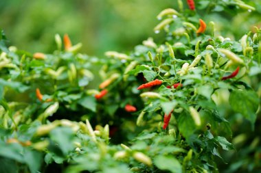 Çili biberlerini yemyeşil bir bahçe sahnesinde hasat ediyoruz. Yakın çekim organik tarım kavramı.