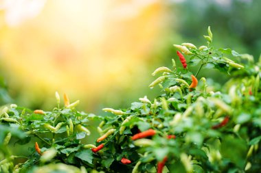 Şili biberi yemyeşil bahçede yetişiyor. Sabah erken saatlerde güneş ışığı botanik manzarası.