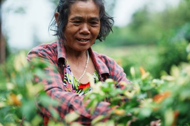 Yeşillik bahçesinde meyve toplayan neşeli yaşlı kadın. Doğa manzarası. Toplum ruhuna yakın çekim.