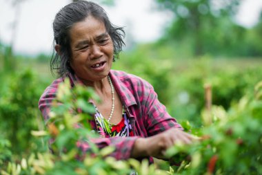 Doğada bitki yetiştiren bir kadının kırsal çevre tarım kavramına yakından bakması neşe veriyor.