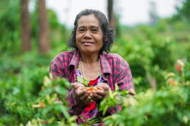 Taze sebzeler topluyorum. Kırsal tarım portresi. Bolluk. Yakın plan sürdürülebilir yaşam.