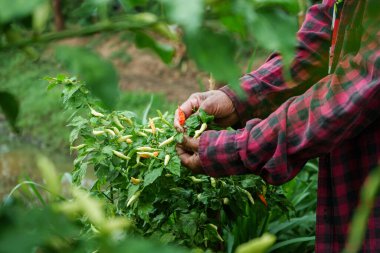 Taze kırmızı biber hasadı organik tarım yemyeşil çevre yakın çekim sürdürülebilir tarım