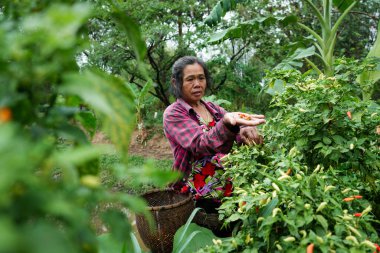 Taze kırmızı biber hasat etmek yerel tarım kırsal alanda sürdürülebilir tarım uygulamaları kurmak