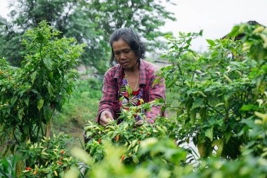 Kırmızı biber hasadı kırsal tarım açık alanda sürdürülebilir yaşam.