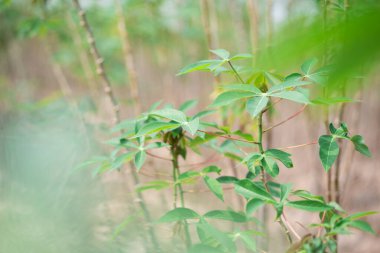 Orman çevresindeki bitkilerin yemyeşil çimenliklerini keşfederek dinginlik için doğa yakın çekim görüntüsünü oluşturuyorlar.