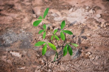 Kentsel çevrede yeni bitki büyümesi doğa sahnesi toprak dokusu yeşil yapraklar yakın çekim sürdürülebilirlik kavramı