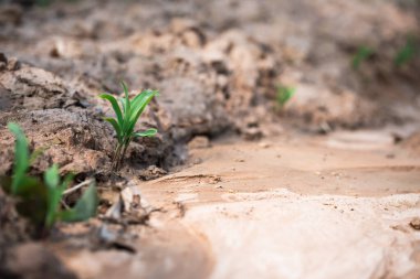 Kuru toprak tarlalarından doğan yeni yaşam doğaya yakın kırsal manzara büyüme kavramı