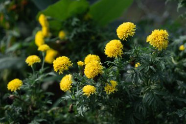 Doğada çiçek açan sarı kadife çiçekleri. Bitki örtüsünün yakın plan görüntüsü.