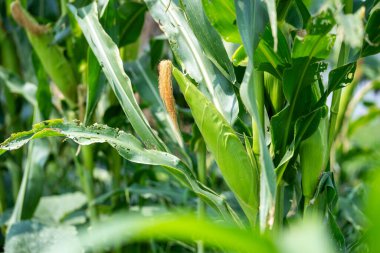 Tarlalarda mısır tarımı uygulamaları hasat edilmektedir.
